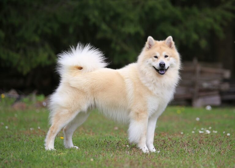 Bommel vom Seehölzle